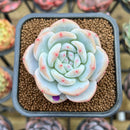 Echeveria 'Orange Monroe' 2" Succulent Plant Cutting