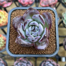 Echeveria 'Moila' 2" New Hybrid Succulent Plant Cutting