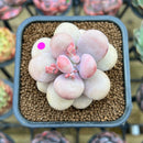 Graptopetalum 'Amethystinum' 2" Succulent Plant Cutting