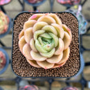 Echeveria 'Cartier' 2" Succulent Plant Cutting