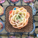 Echeveria 'Cartier' 2" Succulent Plant Cutting