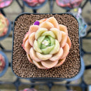 Echeveria 'Cartier' 2" Succulent Plant Cutting