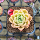 Echeveria 'Cartier' 2" Succulent Plant Cutting