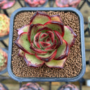 Echeveria Agavoides 'Jacqueline' 2" Succulent Plant Cutting
