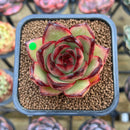 Echeveria Agavoides 'Jacqueline' 2" Succulent Plant Cutting