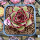 Echeveria Agavoides 'Jacqueline' 2" Succulent Plant Cutting