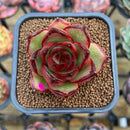 Echeveria Agavoides 'Jacqueline' 2" Succulent Plant Cutting
