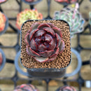Echeveria 'Raspberry' 1" Succulent Plant Cutting