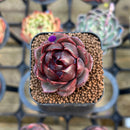 Echeveria 'Raspberry' 1" Succulent Plant Cutting
