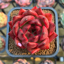 Echeveria Agavoides 'Red Diamond' 3" Succulent Plant Cutting