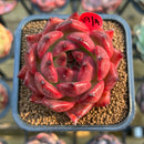Echeveria Agavoides 'Red Diamond' 3" Succulent Plant Cutting