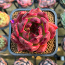 Echeveria Agavoides 'Red Diamond' 3" Succulent Plant Cutting
