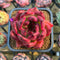 Echeveria Agavoides 'Red Diamond' 3" Succulent Plant Cutting