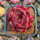 Echeveria Agavoides 'Red Diamond' 3" Succulent Plant Cutting