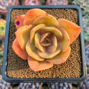 Echeveria 'Jude' 3" Succulent Plant Cutting