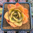 Echeveria 'Jude' 3" Succulent Plant Cutting