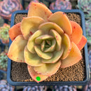 Echeveria 'Jude' 3" Succulent Plant Cutting