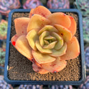 Echeveria 'Jude' 3" Succulent Plant Cutting