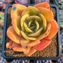 Echeveria 'Jude' 3" Succulent Plant Cutting