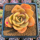 Echeveria 'Jude' 3" Succulent Plant Cutting