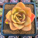 Echeveria 'Jude' 3" Succulent Plant Cutting