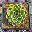 Echeveria 'Peter Pan' 2" Succulent Plant Cutting