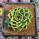 Echeveria 'Peter Pan' 2" Succulent Plant Cutting