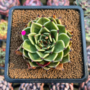 Echeveria 'Peter Pan' 2" Succulent Plant Cutting