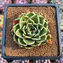 Echeveria 'Peter Pan' 2" Succulent Plant Cutting