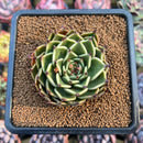 Echeveria 'Peter Pan' 2" Succulent Plant Cutting