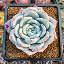 Echeveria 'Ivory' (Sanga) 3" Large Succulent Plant Cutting