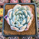 Echeveria 'Ivory' (Sanga) 3" Large Succulent Plant Cutting