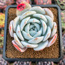 Echeveria 'Ivory' (Sanga) 3" Large Succulent Plant Cutting