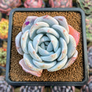 Echeveria 'Ivory' (Sanga) 3" Large Succulent Plant Cutting