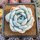 Echeveria 'Ivory' (Sanga) 3" Large Succulent Plant Cutting