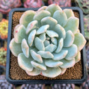 Echeveria 'Orange Monroe' Variegated 3" Succulent Plant Cutting