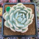 Echeveria 'Orange Monroe' Variegated 3" Succulent Plant Cutting