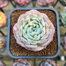 Echeveria 'Icy green' x 'Monroe' 2" Type B Succulent Plant Cutting