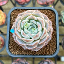 Echeveria 'Icy green' x 'Monroe' 2" Type B Succulent Plant Cutting