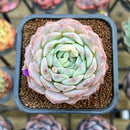 Echeveria 'Icy green' x 'Monroe' 2" Type B Succulent Plant Cutting