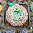 Echeveria 'Icy green' x 'Monroe' 2" Type B Succulent Plant Cutting