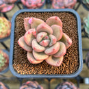 Graptoveria 'Avocado Cream' 2" Succulent Plant Cutting