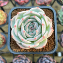 Echeveria 'Pikachu' 2" Succulent Plant Cutting