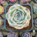 Echeveria 'Pikachu' 2" Succulent Plant Cutting