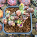 Cotyleydon Orbiculata Var. 'Hoppi' Variegated Cluster 2"-3" Succulent Plant Cutting