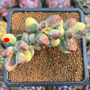 Cotyleydon Orbiculata Var. 'Hoppi' Variegated Cluster 2"-3" Succulent Plant Cutting
