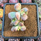 Cotyleydon Orbiculata Var. 'Hoppi' Variegated Cluster 2"-3" Succulent Plant Cutting