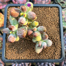 Cotyleydon Orbiculata Var. 'Hoppi' Variegated Cluster 2"-3" Succulent Plant Cutting