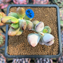 Cotyleydon Orbiculata Var. 'Hoppi' Variegated Cluster 2"-3" Succulent Plant Cutting