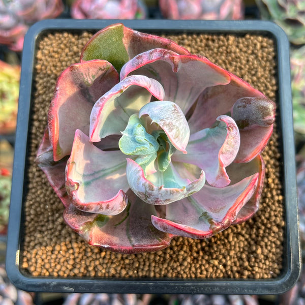 Echeveria 'Beyonce' Variegated 3" *Blemished* Succulent Plant Cutting